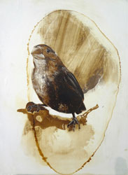 JAMES GRIFFITH - Dark Wings - Finch, painting, tar, animal, bird, abstract